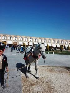 il cavallo e il bambok